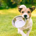 犬のご飯にちょい足…