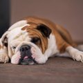 犬がいびきをかく原…