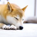 犬も『寝たふり』を…