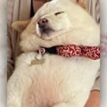 【17万いいね！】抱…