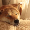 犬が『喉を鳴らす』4…