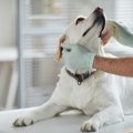 これって大丈夫？犬…