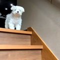 愛犬のお留守番を『…