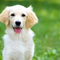 犬を飼うことでもた…
