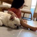 犬と赤ちゃんは1年間…