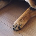 犬が『自分の足を噛…
