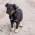 捨て犬・迷子犬がい…