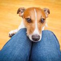 犬が飼い主に『催促…