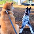 先輩柴犬が『赤ちゃ…