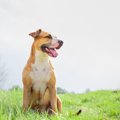 犬との信頼関係の築…