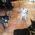 犬好きにはたまらな…