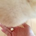 子犬の甘噛みを放置…