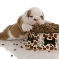 犬が独り占めしたい…