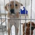 犬の殺処分をなくし…
