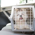 犬を連れて『帰省』…