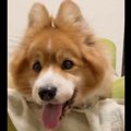 【大人気】まるでウ…