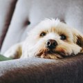 飼い主が帰宅しても…