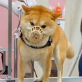 爪切りが苦手な犬→口…