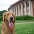 今更ですが、犬を撫…
