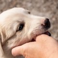 犬が『甘噛み』をし…
