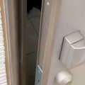 3匹の大型犬を『室内…