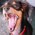 犬の虫歯！原因、予…