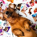 犬は過去に会った人…