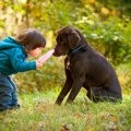 犬が『人のことを好…