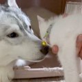 子猫を拾ったハスキ…