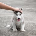 犬を叱るべきタイミ…