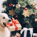 犬が喜んでくれる『…
