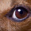 犬は暗いところでも…
