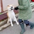 秋田犬が『全力で帰…