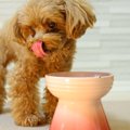 犬にご飯を与えると…