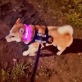 『こっちか』砂かけ…