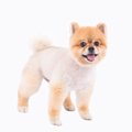 犬の毛をカットしす…