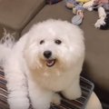 苦手なブラッシング…