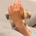 パパを見つめる犬→視…