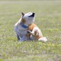 犬がカキカキする4つ…