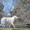 ボルゾイの抜け毛が…