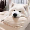 真っ白ふわっふわ！…