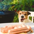 犬にソーセージを与…