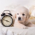 一人暮らしで犬を飼…