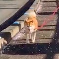 散歩する犬をこっそ…