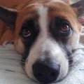引き取った保護犬は…