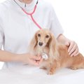 小型犬がなりやすい…
