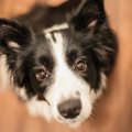 犬を飼っている人な…