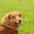 長生きする犬の共通…
