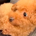 『犬語でワンコに話…