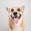 犬の『名前をつける…